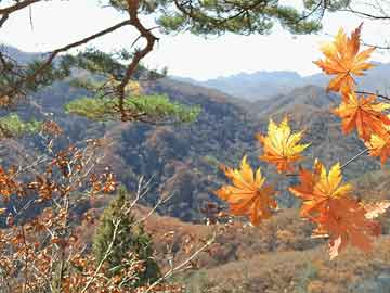 雷山县医疗保障局最新招聘全解析